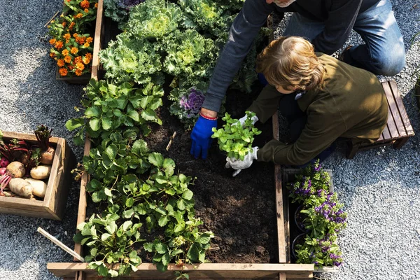 Personas plantando verduras en invernadero — Foto de Stock