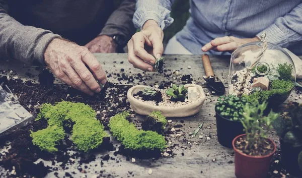 Paar aanplant vetplanten. — Stockfoto