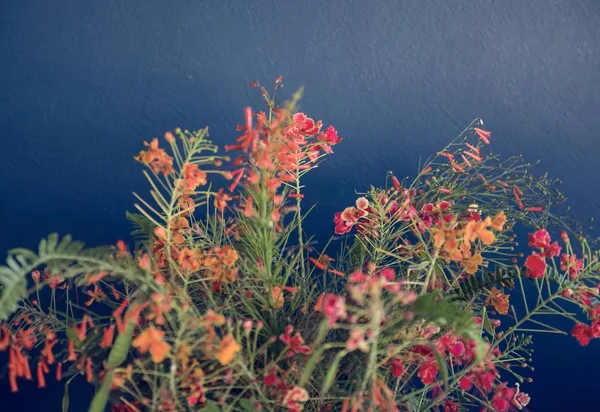 Plantas coloridas en la habitación —  Fotos de Stock