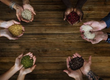 Tohum ve hububat holding eller