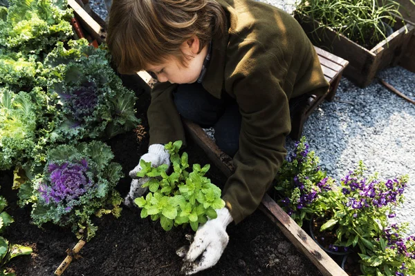 Anak kecil menanam sayuran — Stok Foto