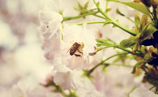 Beautiful Flowers and flying Bee — Stock Photo, Image