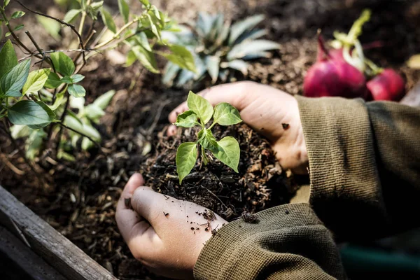 庭で農業のバジルを植える人 — ストック写真