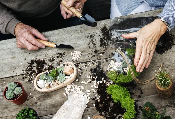 Paar aanplant vetplanten. — Stockfoto