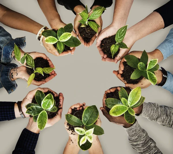 Kelompok tangan memegang tanaman — Stok Foto