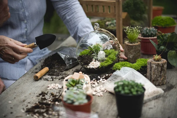 Persoon aanplant vetplanten. — Stockfoto