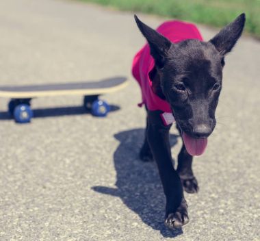 yolda yürürken küçük köpek