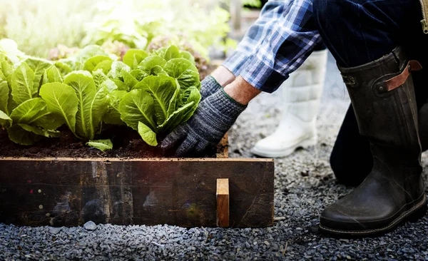 Persona recogiendo lechuga agrícola en el jardín — Foto de Stock