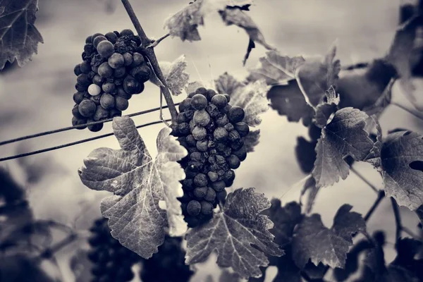 Ramos de uvas em vinha — Fotografia de Stock