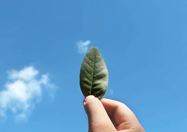 Hand hält grünes Blatt — Stockfoto