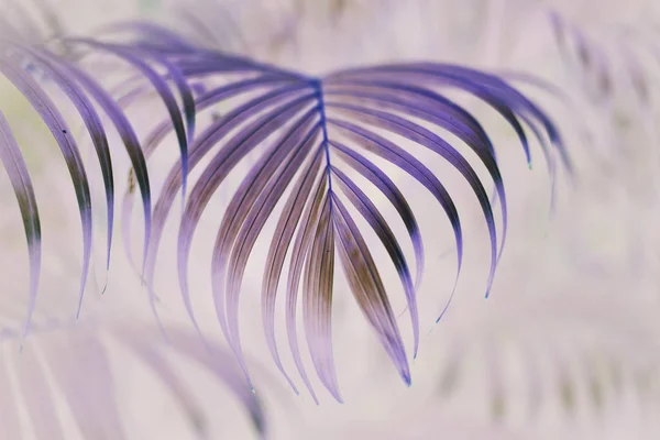 Hojas de árboles tropicales — Foto de Stock