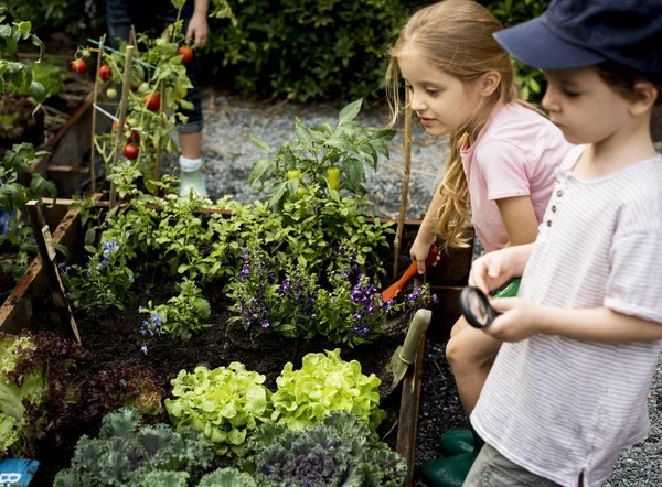 Anak-anak berkebun tanaman — Stok Foto