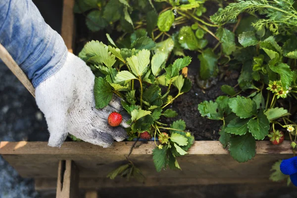 Tangan yang menunjukkan tanaman strawberry — Stok Foto