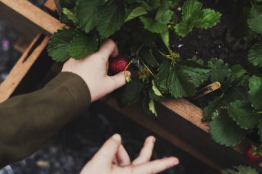 Organik çilek toplama eller