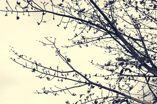 Ramos de árvores e céu — Fotografia de Stock