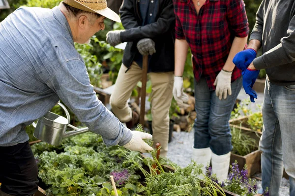 在温室种植蔬菜的人 — 图库照片