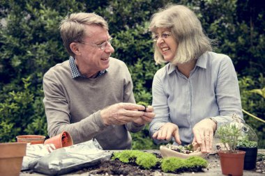 üst düzey çift dikim succulents. 