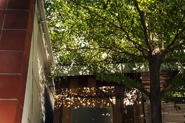 Green tree in yard — Stock Photo, Image