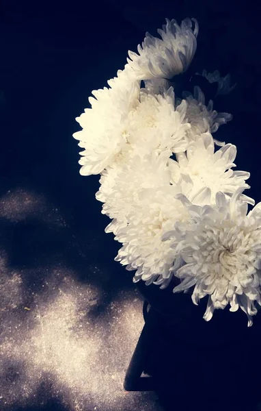 White Chrysanthemum Flower Bloom Botany Originalt Fotosett – stockfoto