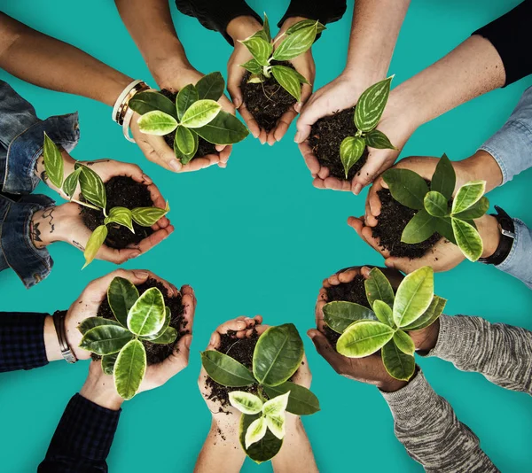Grupo de manos que sostienen plantas — Foto de Stock
