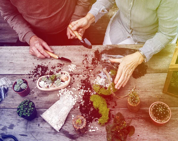 Paar aanplant vetplanten. — Stockfoto