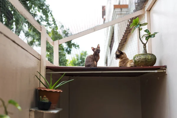 Hauskatzen auf Balkon — Stockfoto