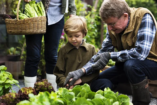 Familia recogiendo verduras — Foto de Stock