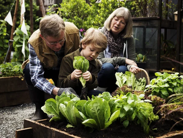 Family picking vegetable — Stock Photo, Image