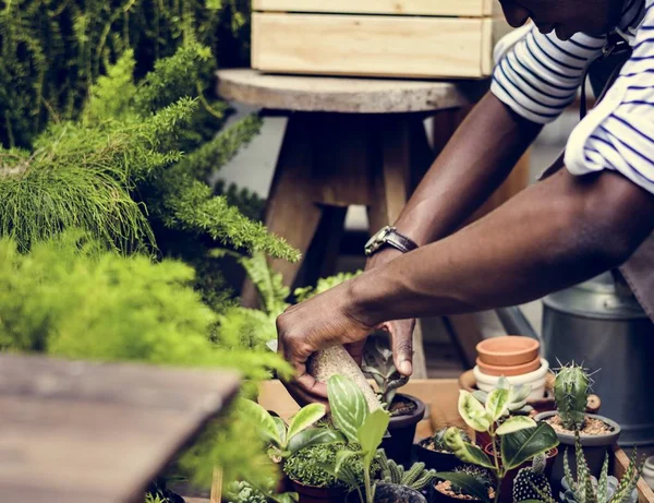 Volwassen Man controleren planten — Stockfoto