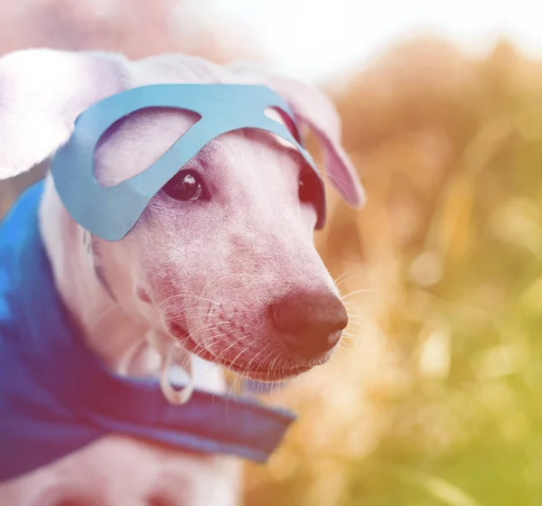 Perro en el traje de superhéroe —  Fotos de Stock