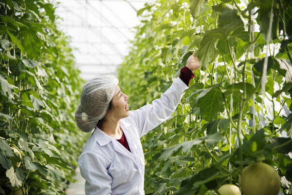 Woman in Glasshouse Study Plants 