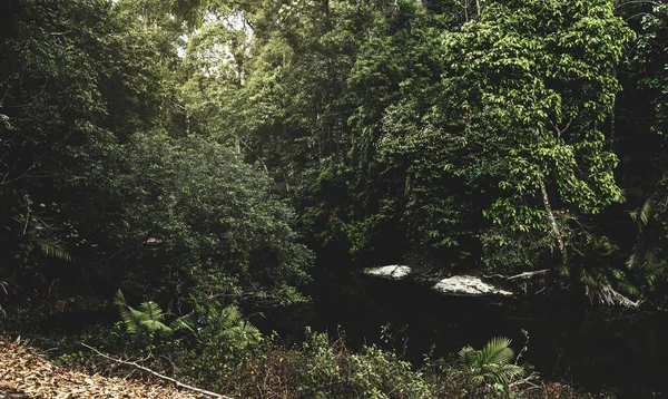 Corrente Água Selva Tropical Photoset Original — Fotografia de Stock