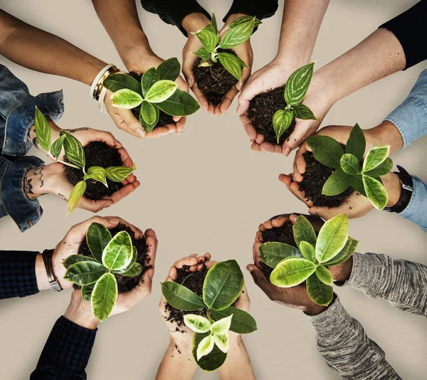 Grupo de mãos segurando plantas — Fotografia de Stock