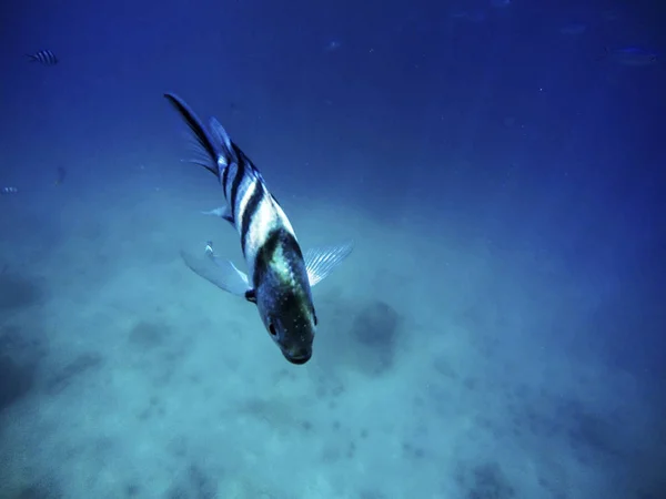 Подводные тропические рыбы — стоковое фото