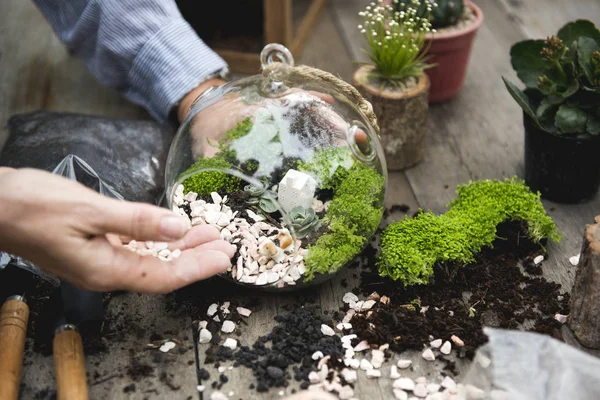 Persoon aanplant vetplanten. — Stockfoto