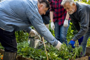 insanlar sebze dikim 