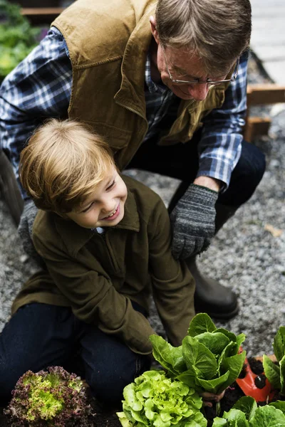 Familia recogiendo verduras — Foto de Stock