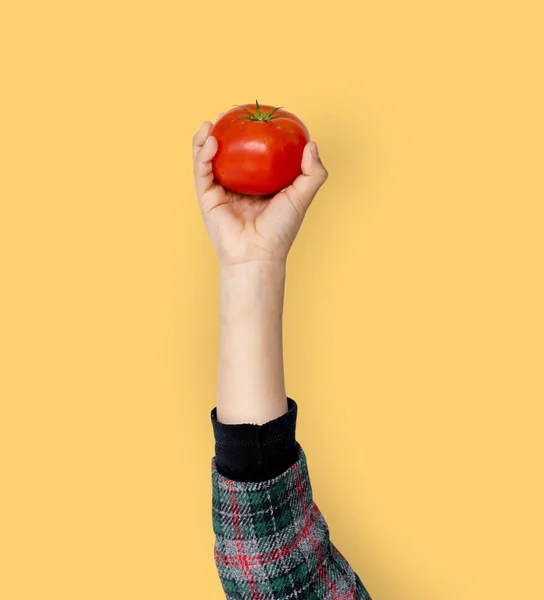 손을 잡고 토마토 — 스톡 사진