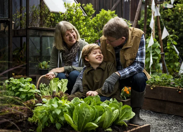 Familia recogiendo verduras — Foto de Stock