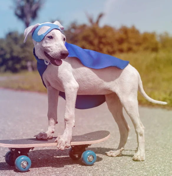 Koira supersankariasussa — kuvapankkivalokuva
