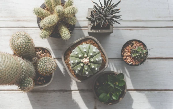 Cactus Plants in pots — Stock Photo, Image