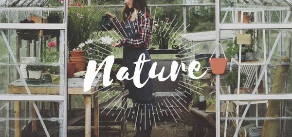 Vrouw besproeien planten in kas — Stockfoto