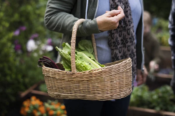 Panier femme avec légumes — Photo