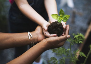 Filiz ağacının holding eller