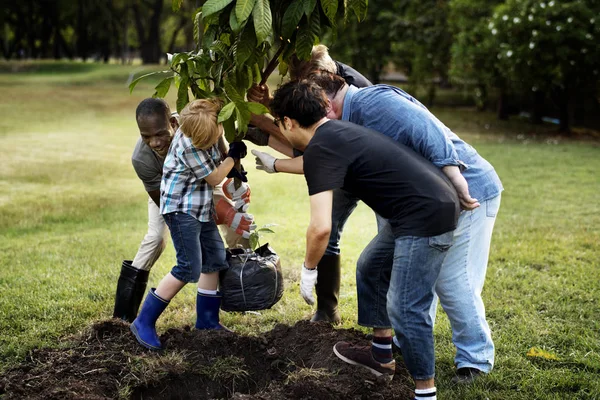 Menschen pflanzen einen Baum — Stockfoto
