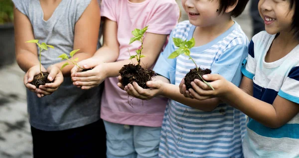 kindergarten kids holding sprouts