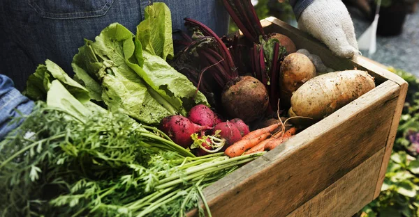 Uomo Agricoltore Adulto Che Tiene Verdure Biologiche Locali Fresche Fotoset — Foto Stock