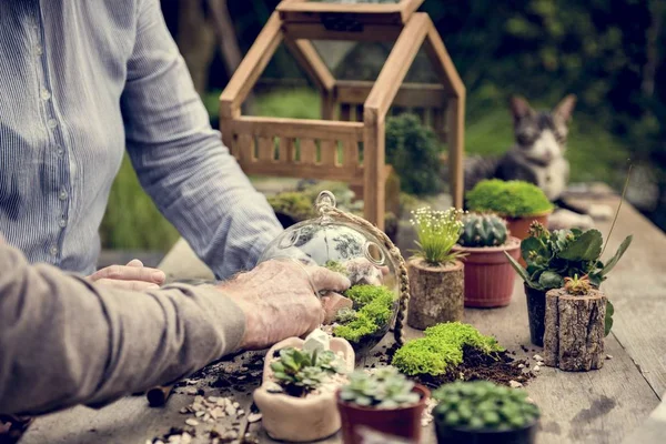 Paar aanplant vetplanten. — Stockfoto