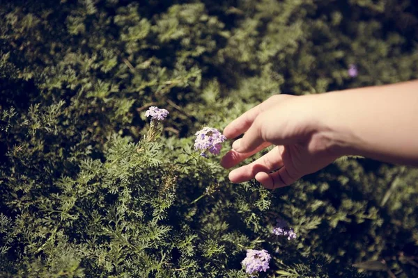 Mão tocando flores roxas — Fotografia de Stock