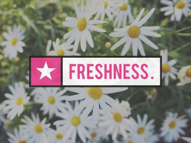 chamomiles yaz alanında